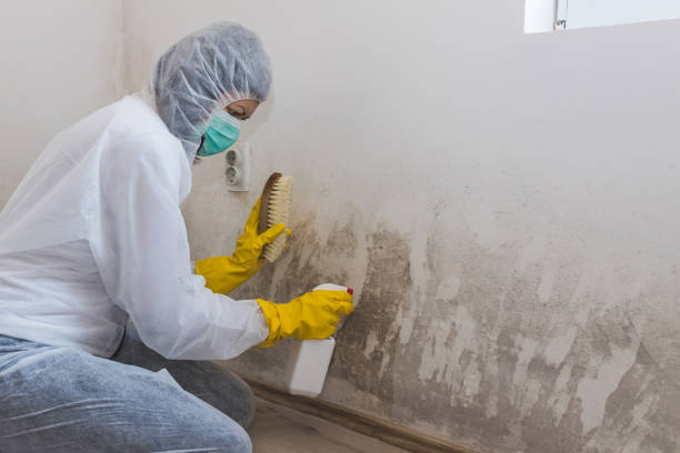 Best Post-Construction Mold Inspection  in Paw Paw, MI