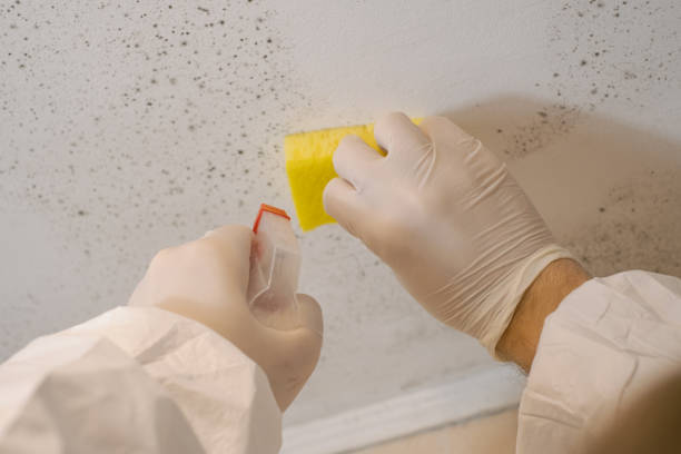 Best Airborne Mold Testing  in Paw Paw, MI